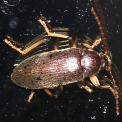Unidentified Darkling beetle (Tenebrionidae) (TBC) at Rosedale, NSW - 16 Feb 2019 by jbromilow50