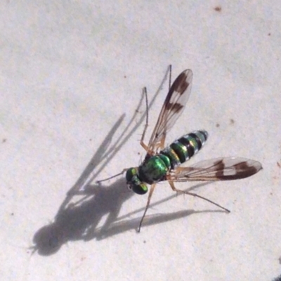 Austrosciapus sp. (genus) (Long-legged fly) at ANBG - 22 Feb 2017 by YellowButton