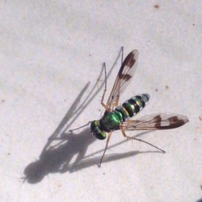 Austrosciapus sp. (genus) (Long-legged fly) at Acton, ACT - 23 Feb 2017 by YellowButton