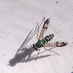 Austrosciapus sp. (genus) (Long-legged fly) at Acton, ACT - 22 Feb 2017 by YellowButton