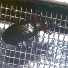 Homotrysis sp. (genus) (Darkling beetle) at Rosedale, NSW - 16 Feb 2019 by jbromilow50