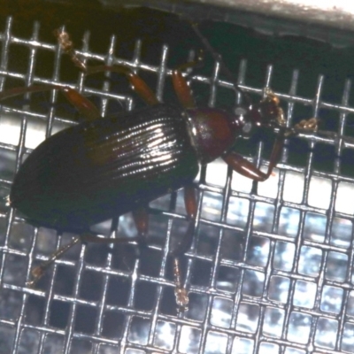 Homotrysis sp. (genus) (Darkling beetle) at Rosedale, NSW - 16 Feb 2019 by jb2602