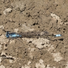 Ischnura heterosticta (Common Bluetail Damselfly) at Forde, ACT - 22 Feb 2019 by AlisonMilton