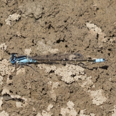 Ischnura heterosticta (Common Bluetail Damselfly) at Mulligans Flat - 22 Feb 2019 by Alison Milton
