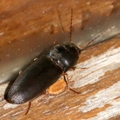 Monocrepidius (genus) (Click beetle) at Rosedale, NSW - 14 Feb 2019 by jb2602