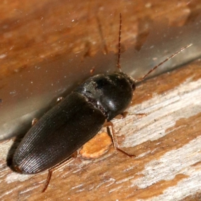 Monocrepidius (genus) (Click beetle) at Rosedale, NSW - 14 Feb 2019 by jb2602