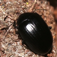 Amarygmus sp. (A Darkling beetle) at Rosedale, NSW - 14 Feb 2019 by jb2602