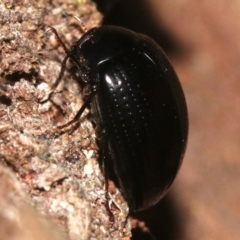 Amarygmus sp. at Rosedale, NSW - 14 Feb 2019