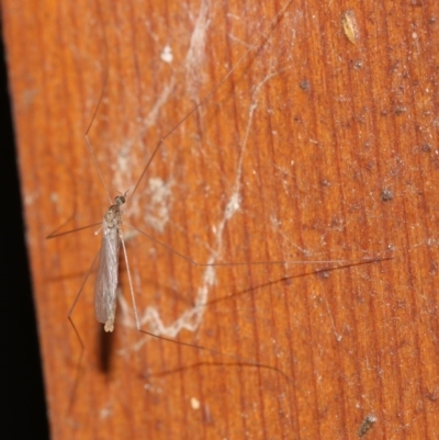 Limoniidae (family) (Unknown Limoniid Crane Fly) at Rosedale, NSW - 15 Feb 2019 by jb2602