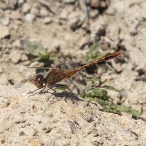 Diplacodes bipunctata at Forde, ACT - 22 Feb 2019