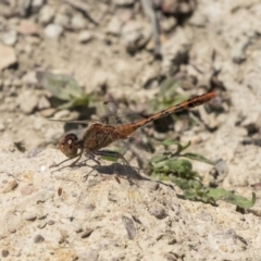 Diplacodes bipunctata (Wandering Percher) at Forde, ACT - 22 Feb 2019 by Alison Milton