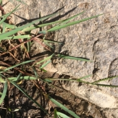 Paspalum distichum (Water Couch) at Uriarra Recreation Reserve - 20 Feb 2019 by JaneR