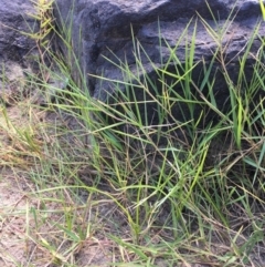 Paspalum distichum at Stromlo, ACT - 20 Feb 2019