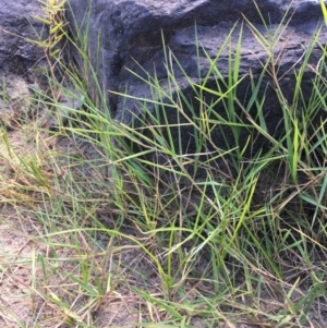 Paspalum distichum at Stromlo, ACT - 20 Feb 2019