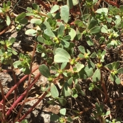 Portulaca oleracea (Munyeroo ,Pigweed, Purslane) at Stromlo, ACT - 20 Feb 2019 by JaneR