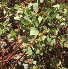 Portulaca oleracea (Munyeroo ,Pigweed, Purslane) at Uriarra Recreation Reserve - 20 Feb 2019 by JaneR