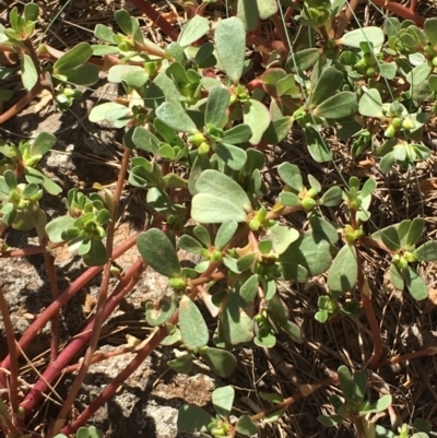 Portulaca oleracea (Pigweed, Purslane) at Stromlo, ACT - 20 Feb 2019 by JaneR