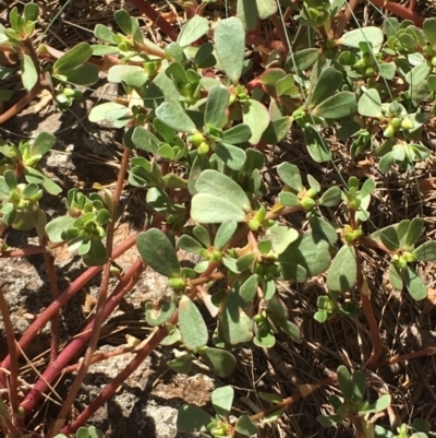 Portulaca oleracea (Munyeroo ,Pigweed, Purslane) at Stromlo, ACT - 20 Feb 2019 by JaneR