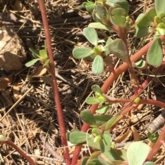 Portulaca oleracea at Stromlo, ACT - 20 Feb 2019