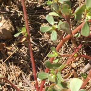 Portulaca oleracea at Stromlo, ACT - 20 Feb 2019