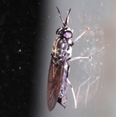 Hermetia illucens (American Soldier Fly) at Rosedale, NSW - 14 Feb 2019 by jb2602