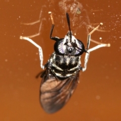 Hermetia illucens at Rosedale, NSW - 14 Feb 2019