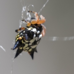 Austracantha minax (Christmas Spider, Jewel Spider) at Amaroo, ACT - 22 Feb 2019 by Alison Milton