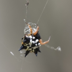 Austracantha minax at Amaroo, ACT - 22 Feb 2019