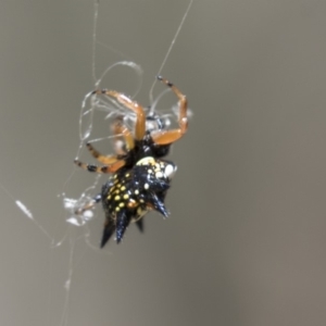 Austracantha minax at Amaroo, ACT - 22 Feb 2019