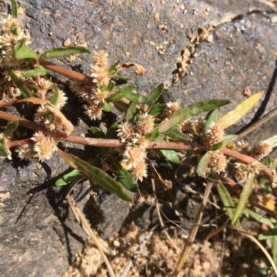 Alternanthera denticulata (Lesser Joyweed) at Uriarra Recreation Reserve - 20 Feb 2019 by JaneR