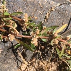 Alternanthera denticulata (Lesser Joyweed) at Stromlo, ACT - 20 Feb 2019 by JaneR