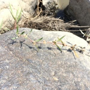 Alternanthera denticulata at Stromlo, ACT - 20 Feb 2019 03:51 PM