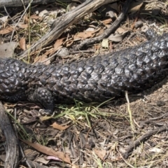 Tiliqua rugosa (Shingleback Lizard) at Mulligans Flat - 22 Feb 2019 by AlisonMilton