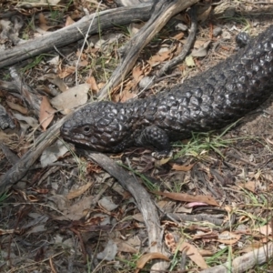 Tiliqua rugosa at Amaroo, ACT - 22 Feb 2019 12:56 PM