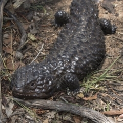 Tiliqua rugosa at Amaroo, ACT - 22 Feb 2019 12:56 PM