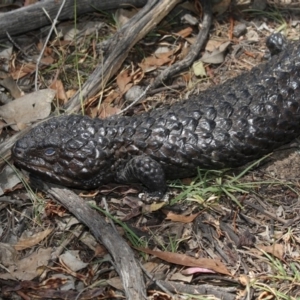 Tiliqua rugosa at Amaroo, ACT - 22 Feb 2019