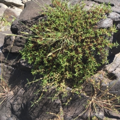 Persicaria prostrata (Creeping Knotweed) at Uriarra Recreation Reserve - 20 Feb 2019 by JaneR