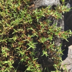 Persicaria prostrata at Coree, ACT - 20 Feb 2019