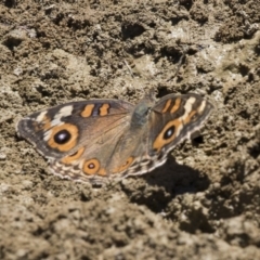 Junonia villida (Meadow Argus) at Amaroo, ACT - 22 Feb 2019 by AlisonMilton