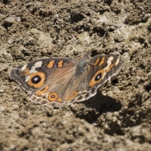 Junonia villida at Amaroo, ACT - 22 Feb 2019