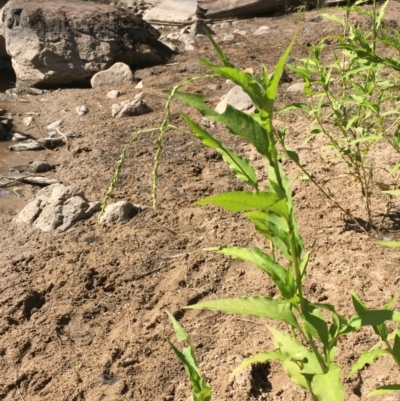 Persicaria hydropiper (Water Pepper) at Uriarra Recreation Reserve - 20 Feb 2019 by JaneR