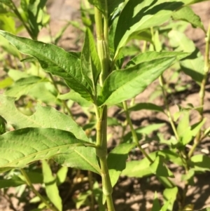 Persicaria hydropiper at Coree, ACT - 20 Feb 2019