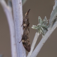 Philagra parva (Beaked spittlebug) at Amaroo, ACT - 22 Feb 2019 by AlisonMilton