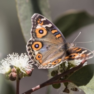 Junonia villida at Amaroo, ACT - 22 Feb 2019 01:15 PM