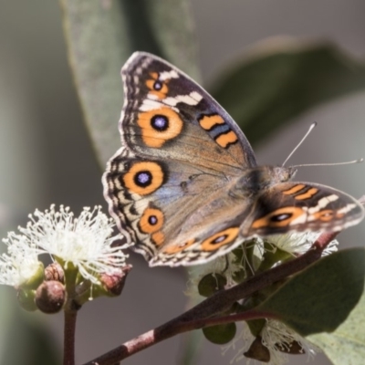 Junonia villida (Meadow Argus) at Amaroo, ACT - 22 Feb 2019 by Alison Milton