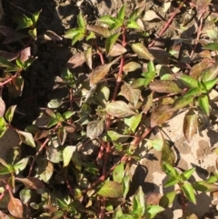 Ludwigia palustris at Coree, ACT - 20 Feb 2019 04:42 PM