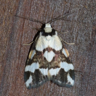 Thallarcha staurocola (Patched Footman) at Rosedale, NSW - 15 Feb 2019 by jb2602