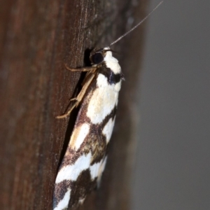 Thallarcha staurocola at Rosedale, NSW - 15 Feb 2019 08:49 PM