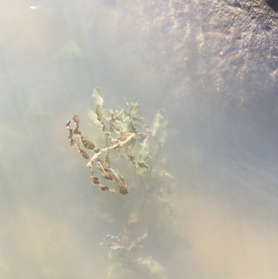 Potamogeton crispus (Curly Pondweed) at Coree, ACT - 20 Feb 2019 by JaneR