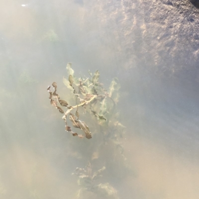 Potamogeton crispus (Curly Pondweed) at Uriarra Recreation Reserve - 20 Feb 2019 by JaneR